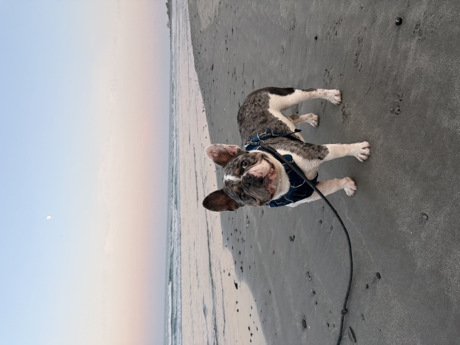 Louie standing on the sand at dusk, the moon already up over the water