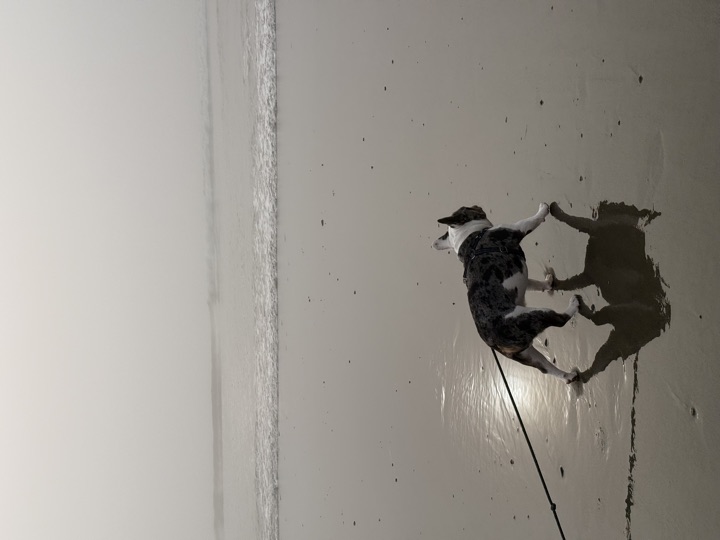 Louie, photograph 1