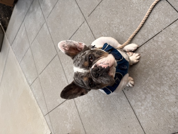 Louie, photograph 7