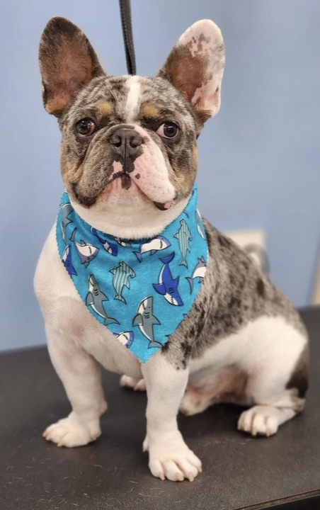 Louie, photograph 101