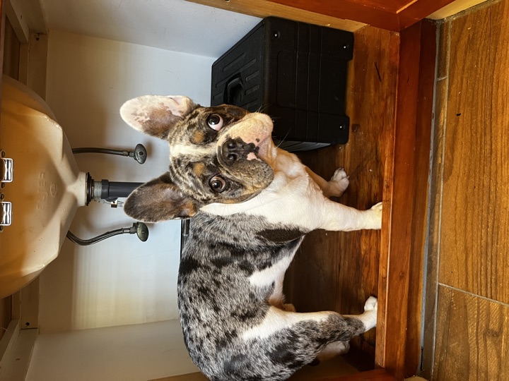 Louie, photograph 104