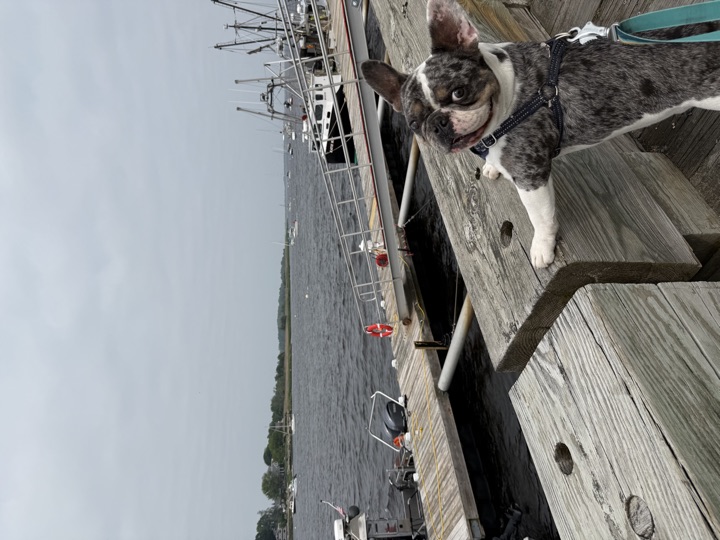 Louie, photograph 125
