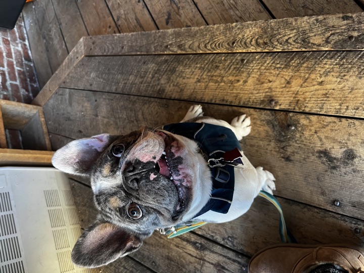Louie, photograph 14