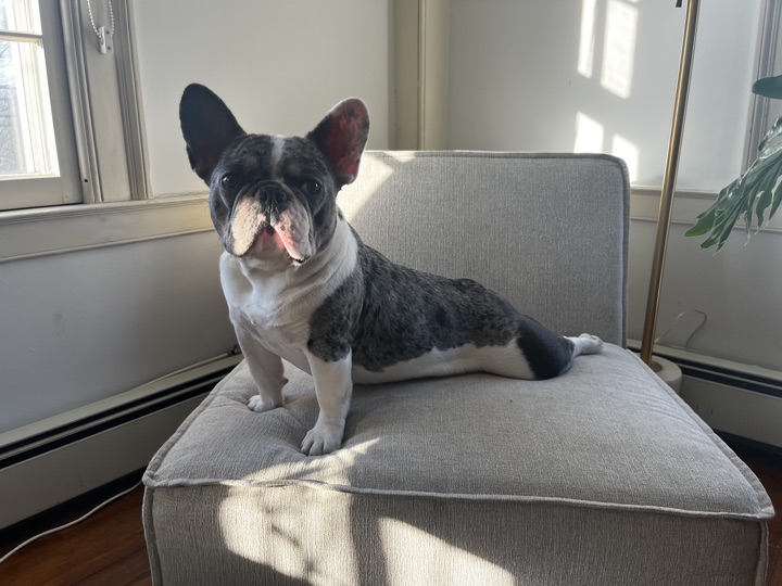 Louie, photograph 148