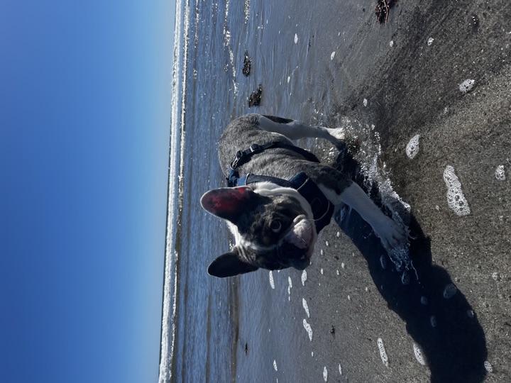 Louie, photograph 157