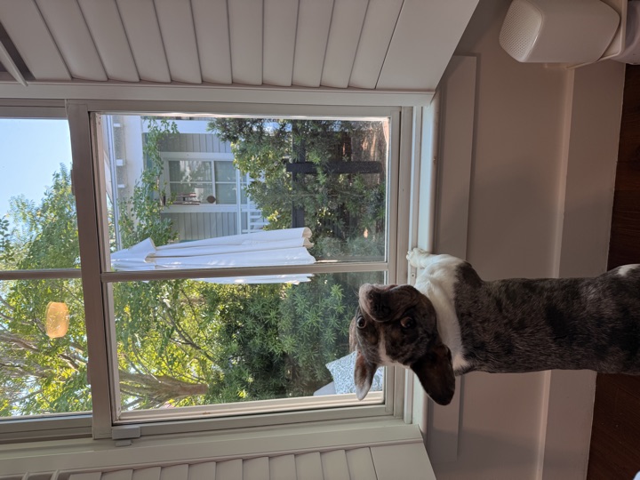 Louie, photograph 163
