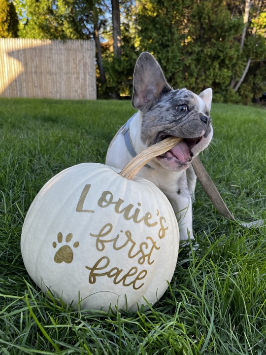 Louie, photograph 30