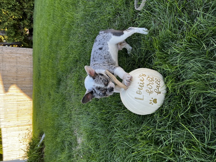 Louie, photograph 31
