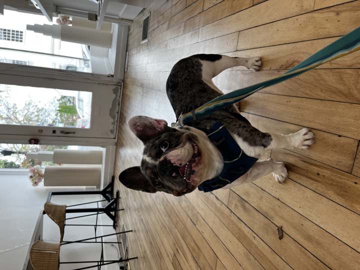 Louie, photograph 52
