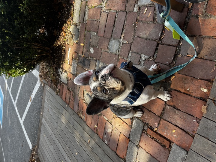 Louie, photograph 61