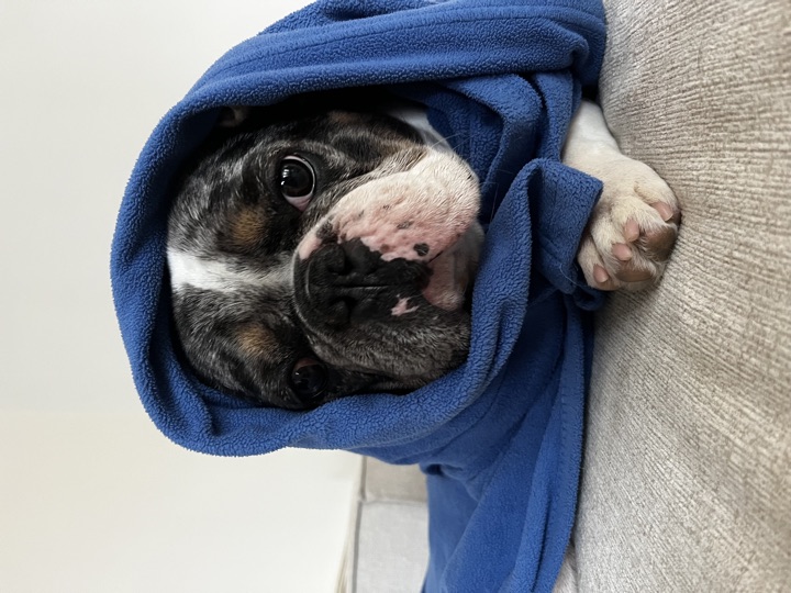 Louie, photograph 63