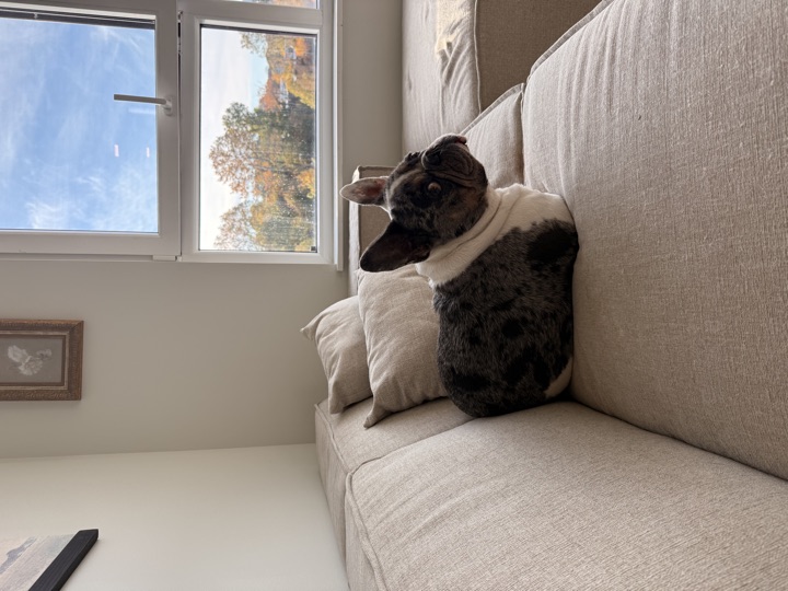 Louie, photograph 66