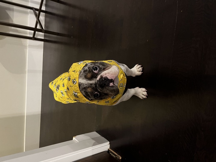 Louie, photograph 72