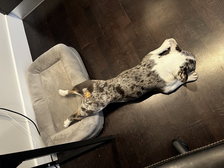 Louie, photograph 75