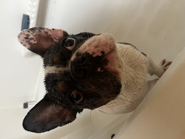 Louie, photograph 80
