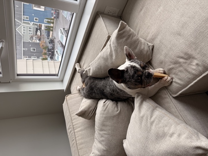 Louie, photograph 81