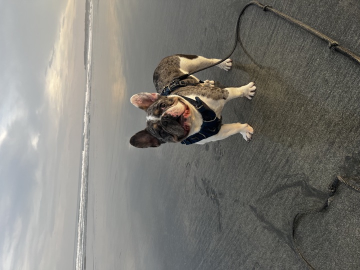Louie, photograph 93