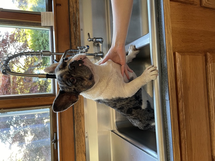 Louie, photograph 95