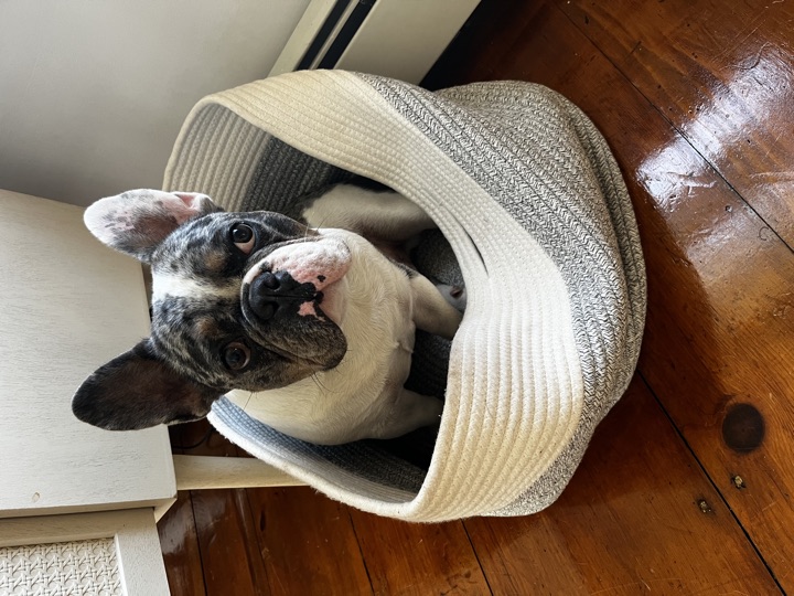 Louie, photograph 98